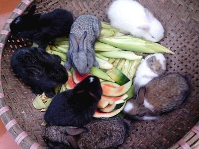 Cách xử lý thức ăn cho thỏ