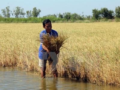 FAO hỗ trợ canh tác nông nghiệp thích ứng với biến đổi khí hậu