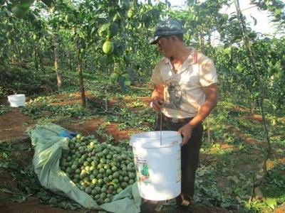 Hoang mang vì chanh dây đồng loạt rớt giá