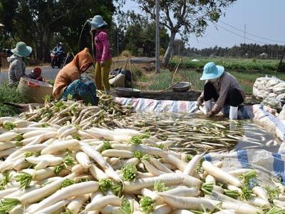 Trà Vinh giá củ cải trắng giảm còn 1.500 đồng/kg