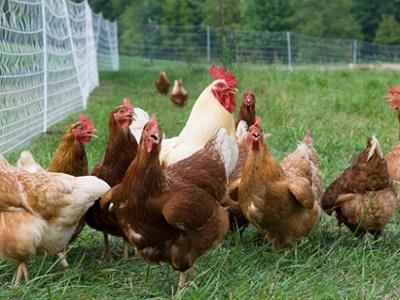 Kiểm soát việc đòi ấp ở nuôi gà thả vườn