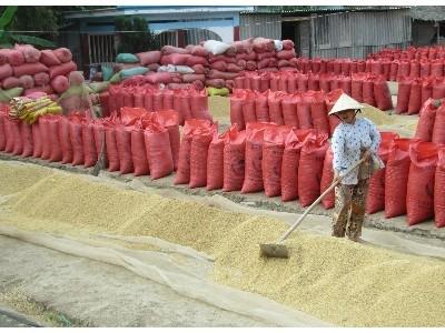 Tranh nhau mua mạ non