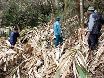 Hoàng Su Phì (Hà Giang) đối mặt với nguy cơ mất mùa Thảo quả