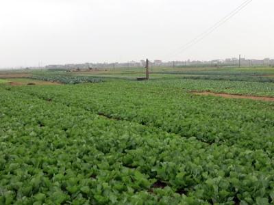 Hà Nam sản xuất rau theo công nghệ Nhật Bản