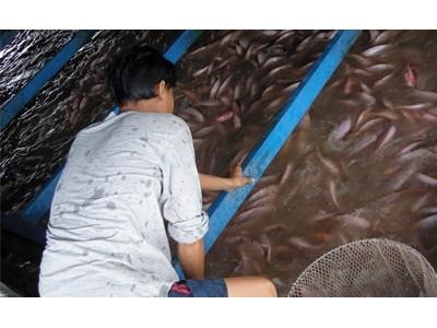 Người nuôi cá bè có thể bị thiệt hại do xâm nhập mặn