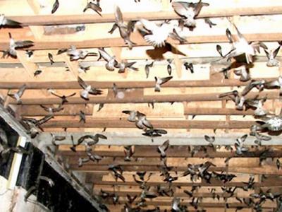 Thừa Thiên Huế tăng cường quản lý các cơ sở nuôi chim yến
