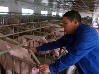 Mỗi năm kiếm nửa tỷ đồng từ nuôi lợn ngoại