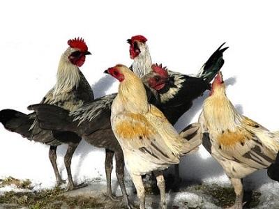 Thức ăn nuôi gà sinh sản hướng thịt