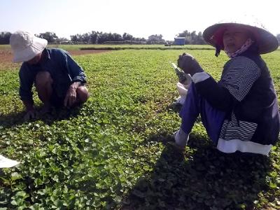 Trồng rau VietGAP, bán tháo như cho không