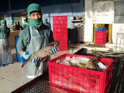 Vỡ mộng xuất khẩu cá nóc
