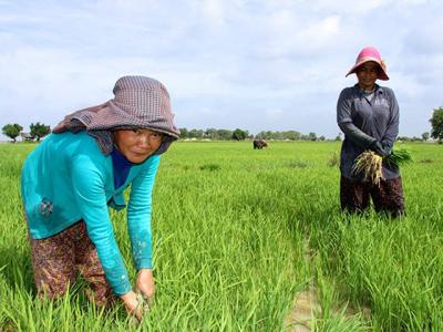 Vietnamese firm contributes to Cambodias agriculture development