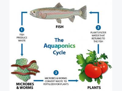 Aquaponic Gardening: Growing Fish and Vegetables Together