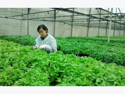 Netherlands seeks agricultural cooperation with HCM City