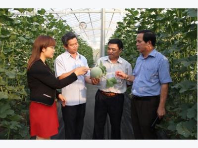 Central Highlands high-tech agriculture development faces challenges