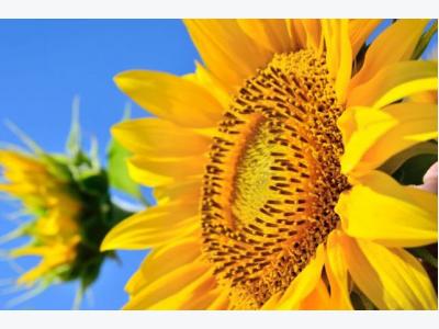 Piglets can thrive on sunflower meal