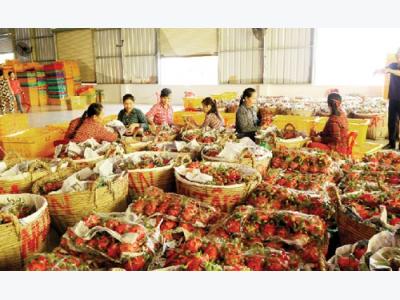 Vietnams dragon fruit: Open door to Myanmar