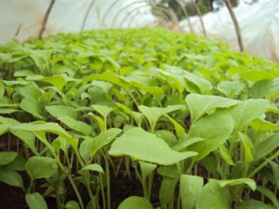 Seedling transplant tolerances and germination characteristics