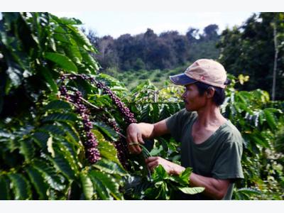 Lam Dong looks to develop local coffee brand