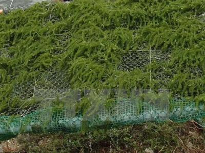 Seaweed farming – a promising industry and solution to pollution