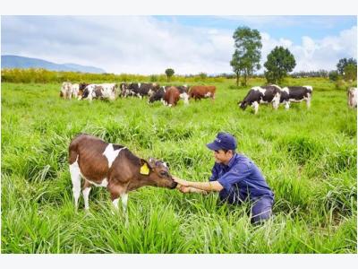 Vietnam, Australia strengthen cow-breeding cooperation