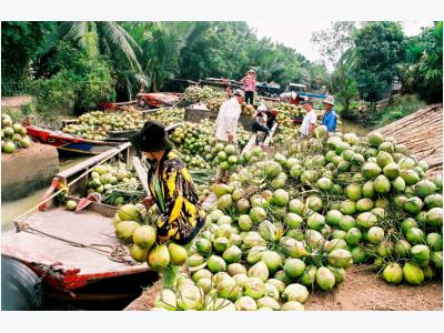Bến Tre coconut growers struggling