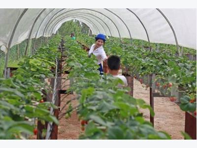 Government pledges VND100 trillion credit for hi-tech agriculture