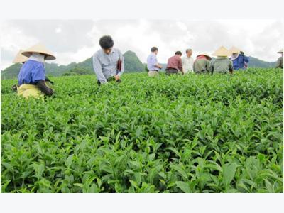 20,000 farmers join in intl standard tea production