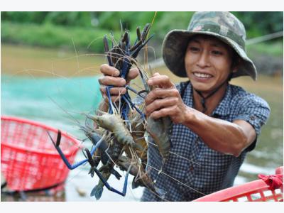 Kiên Giang to boost shrimp production in 2017