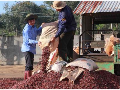 Đắk Nông increases aid to coffee farmers