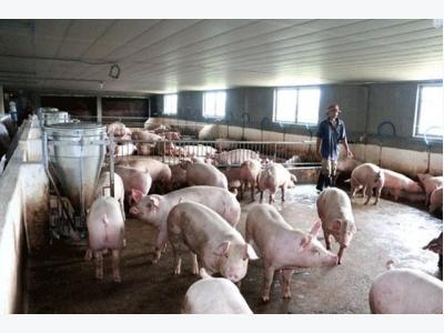 Đem 3 tỷ đồng đánh cược nghề nuôi lợn