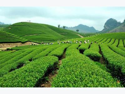 Japanese firm wants to join Vietnams tea industry