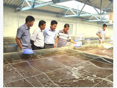 Ca Mau: Shrimp seed production to reach 20 billion in 2020