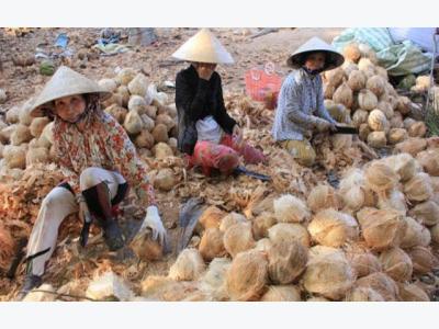 Fruit processors resort to imports in Vietnams coconut kingdom