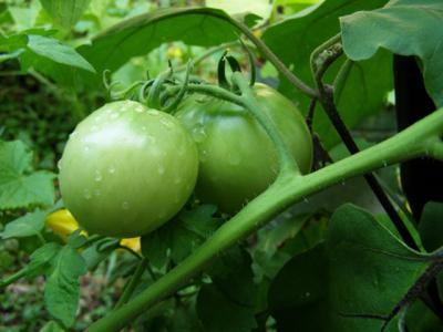 When to harvest tomato fruit