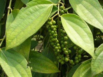 VPA warned that the Vietnam pepper import-export contracts cancelled