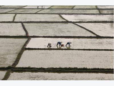 Mexicos rice import plan may open door for Vietnamese grain