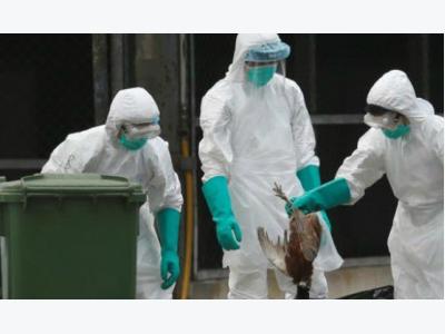 Deadly H5N1 bird flu strain reported in northern Vietnam