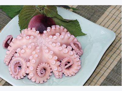 Up 8% in VN cephalopod exports to Japan
