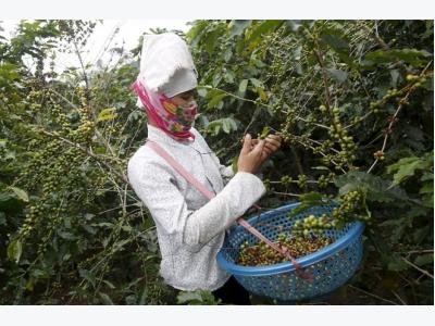 Firming prices may sink Vietnams robusta shipments despite Fed rate hike