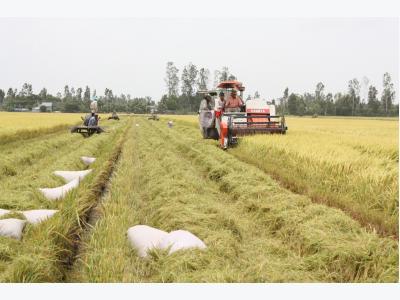 Mekong Deltas rice yield rises in winter-spring crop