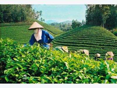 Clean Vietnamese tea expected to conquer worlds markets