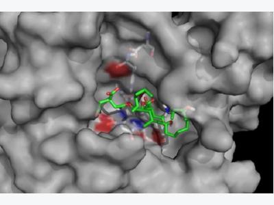 Mycotoxin deactivation with natural enzymes