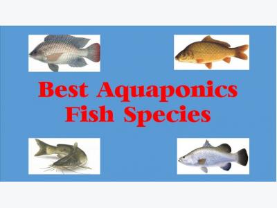 Top 10 Best Aquaponics Fish Species