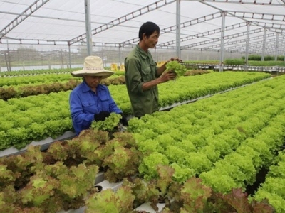 Vietnam exports clean vegetable farming technology to Singapore