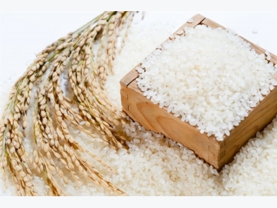 Japonica to become Việt Nams leading export rice