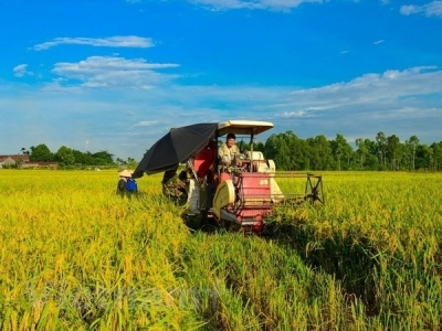 First organic rice project underway in Hải Phòng
