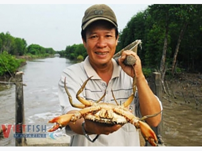 Cà Maus crab export to be developed as strategic aquatic product after shrimp