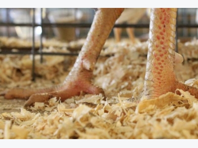 How poultry litter management improves health, welfare