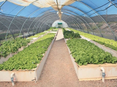 Aquaponics: economy of scale is the key