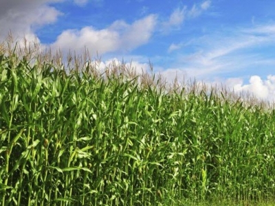 Farming crops with rocks could reduce carbon dioxide